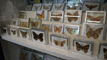 collection of butterfly specimens at the nature lab