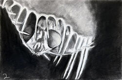 black and white drawing