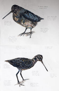 bird illustrations