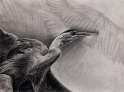 drawing of bird flying