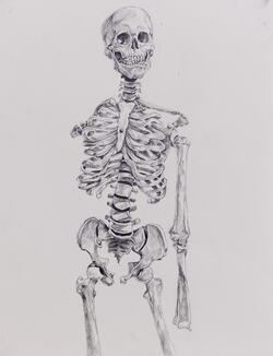 skeleton drawing